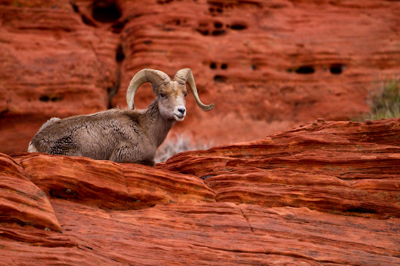 Bighorn On Slickrock